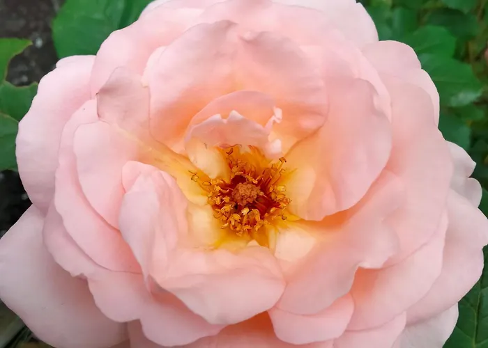 Maison d'hôtes La Belle Rose Melay (Haute-Marne)